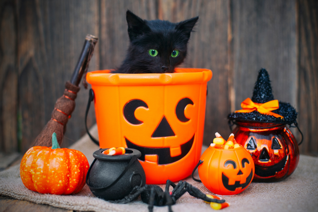 why are black cats superstition
