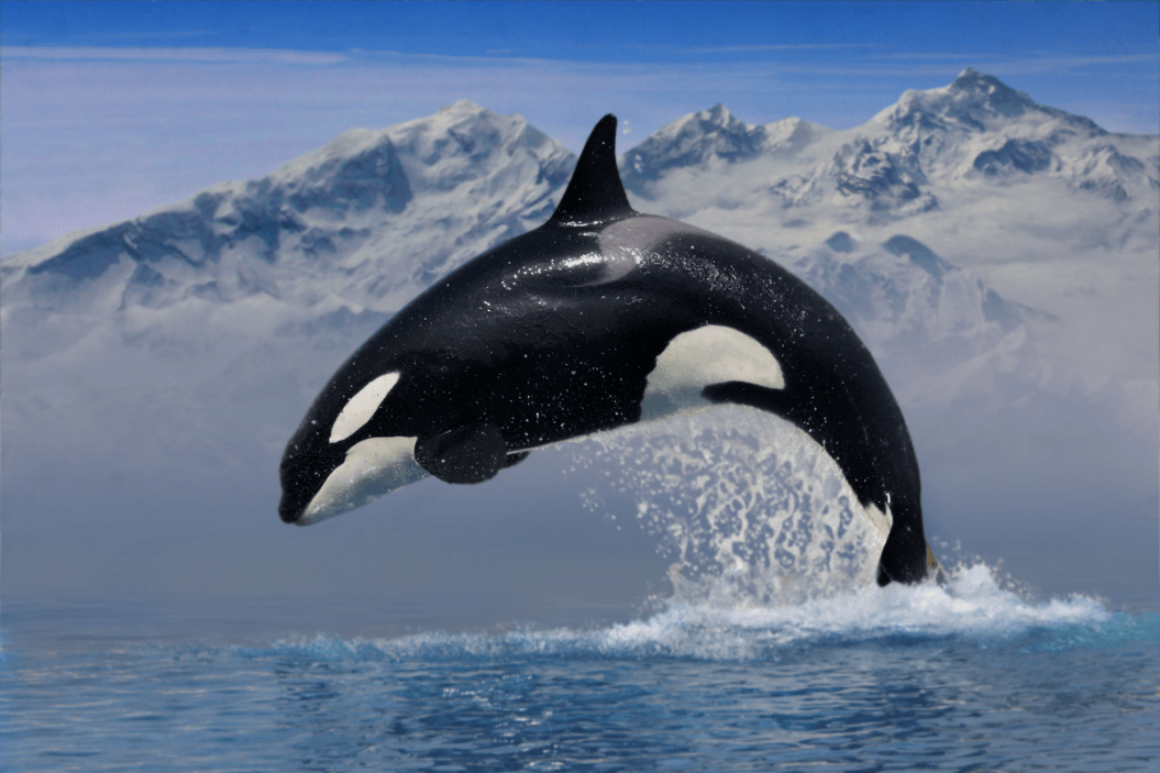 What Happened to Free Willy