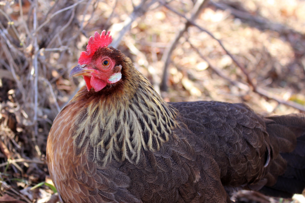 Brown Leghorn