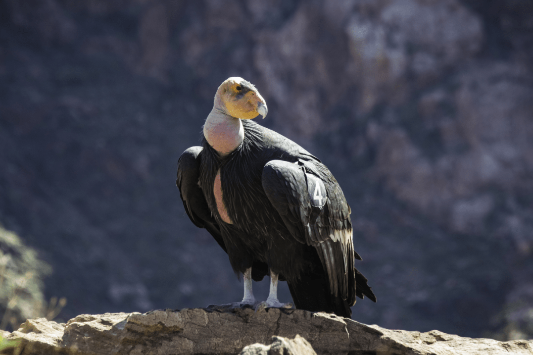 California condor sits perched on the Grand Canyon.