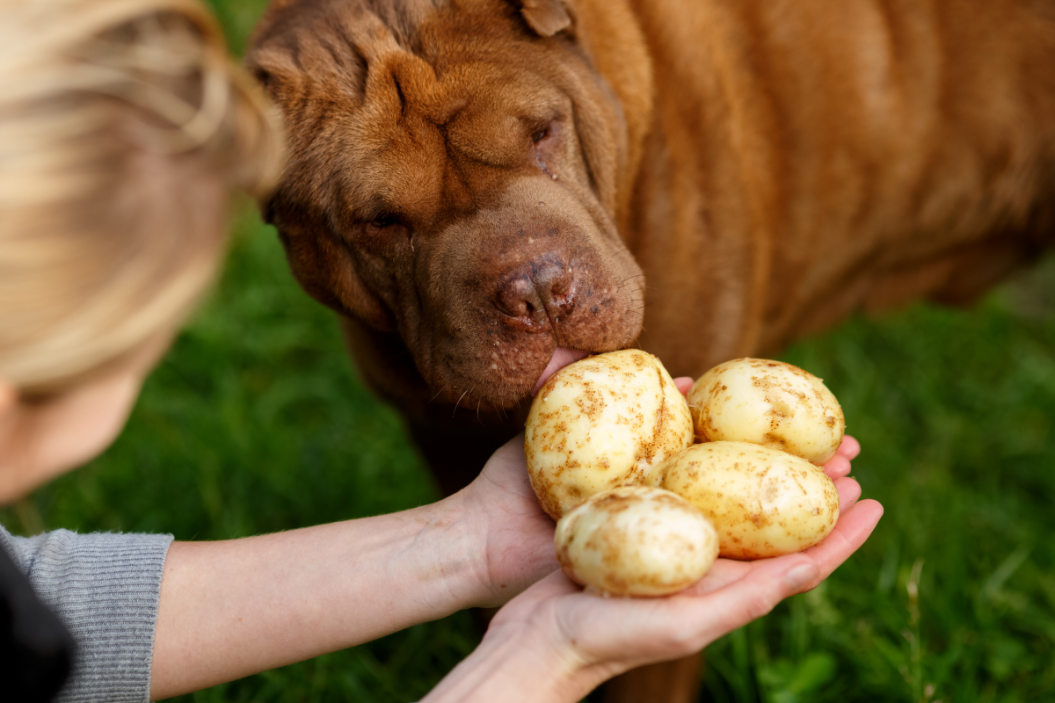 Can Dogs Eat Potatoes