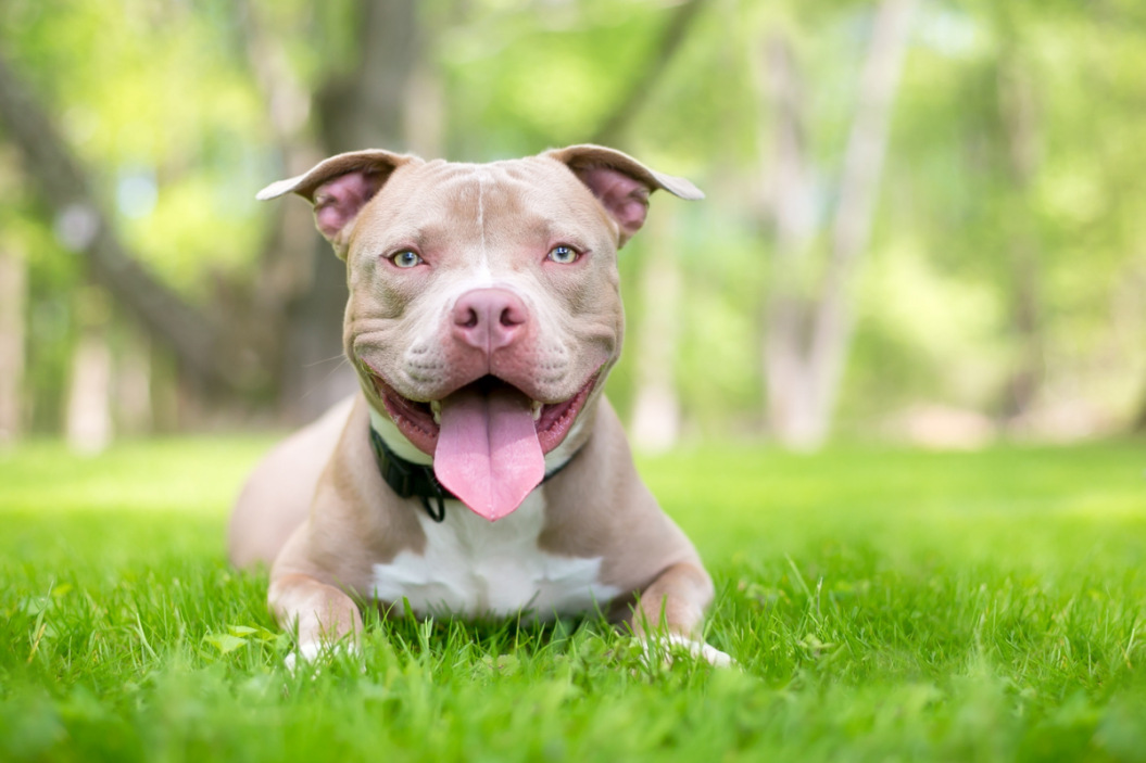 Denver Repeals Pitbull Ban