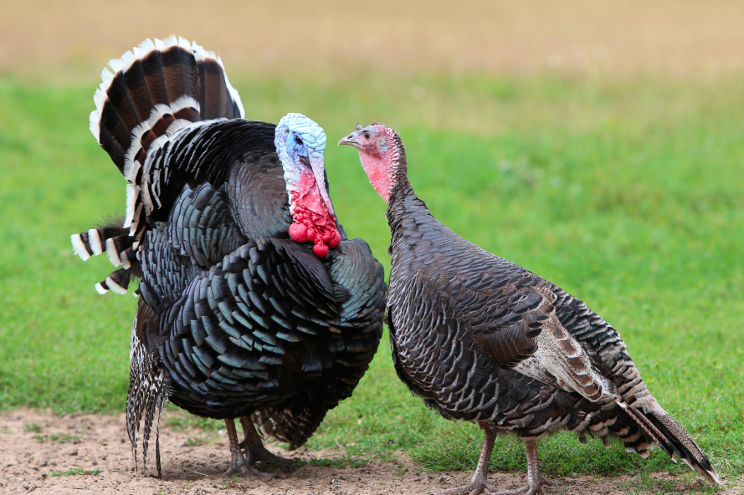 Do Turkeys Lay Eggs