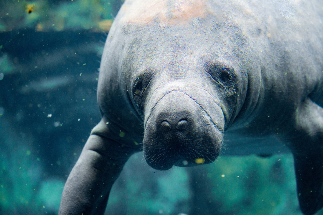 Florida manatee poses for a portrait