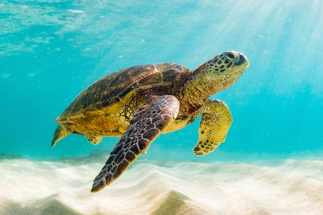 Endangered Species in Hawaii