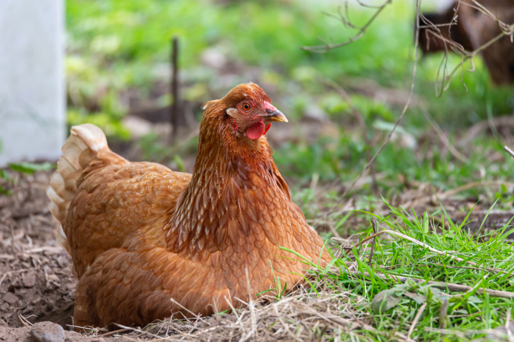 Golden comet chicken sits in the grass