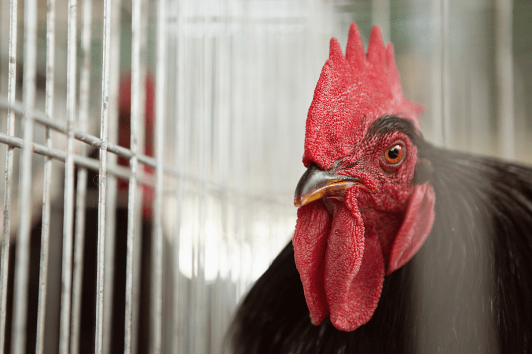 Jersey giant chicken