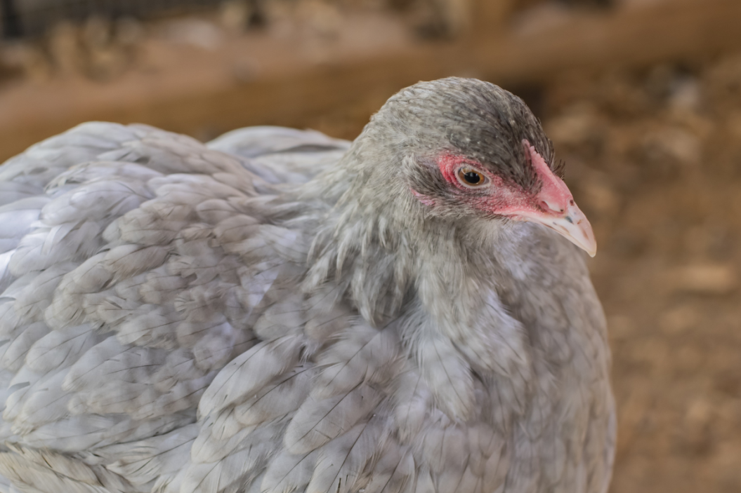 Lavender orpington pullet sits at rest.