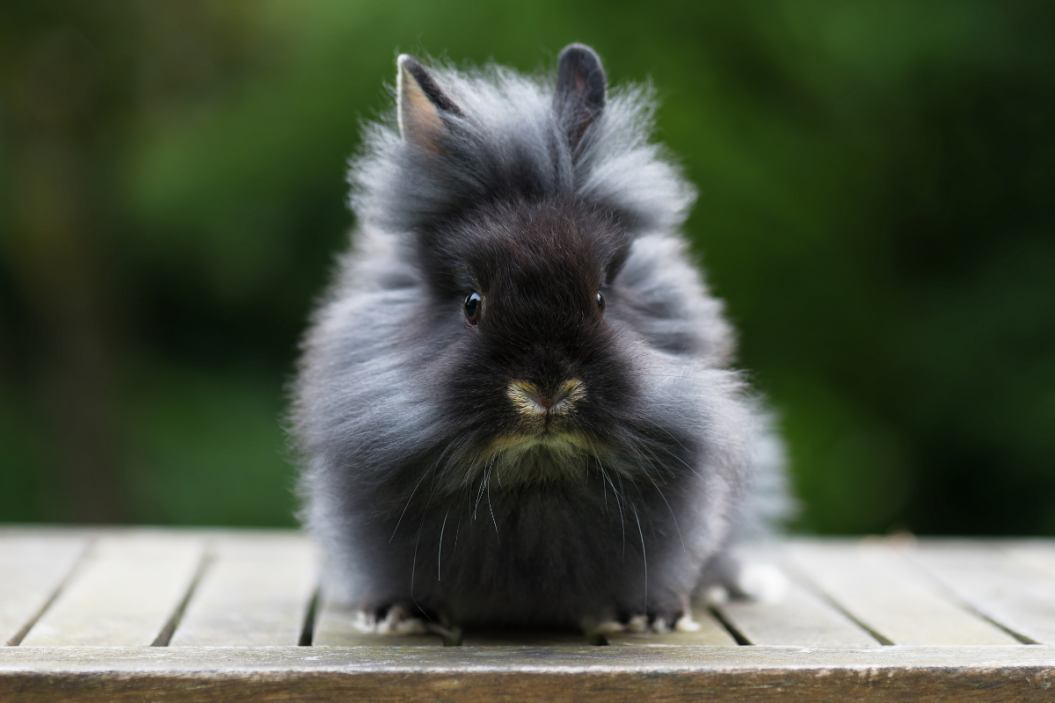 Lionhead Rabbit sits on patio