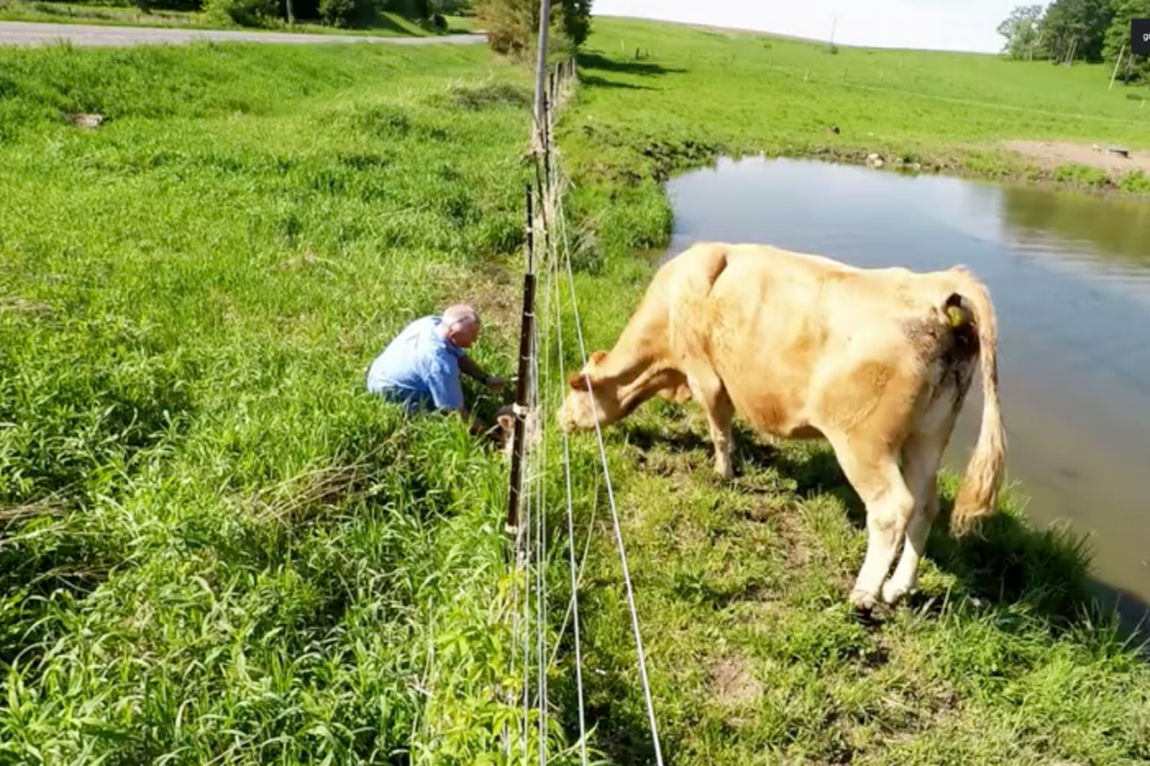Mama Cow Asks Man for Help