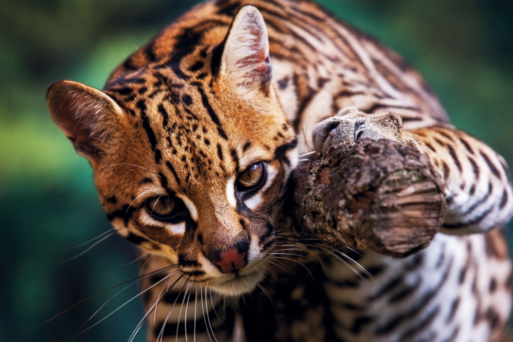 Ocelot on the prowl