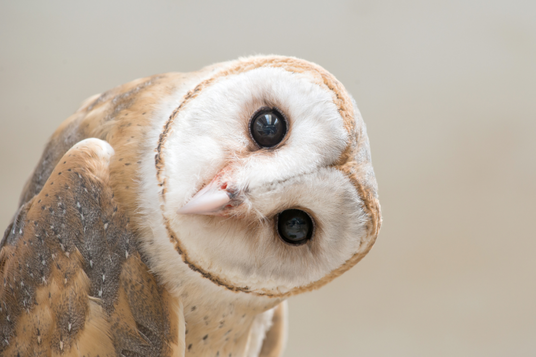 Owl tilts head to the side