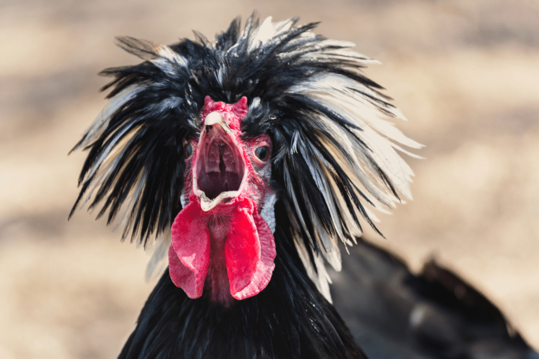 Polish chicken rooster crows loudly