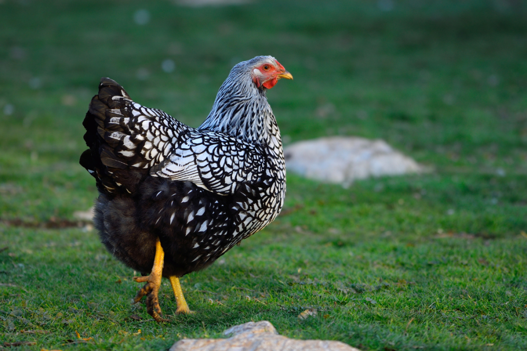 Silver Laced Wyandotte stands at attention in a field.