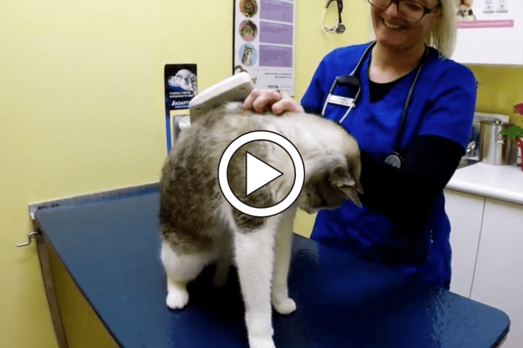 Stella The Four-Eared Cat receives pets from her vet