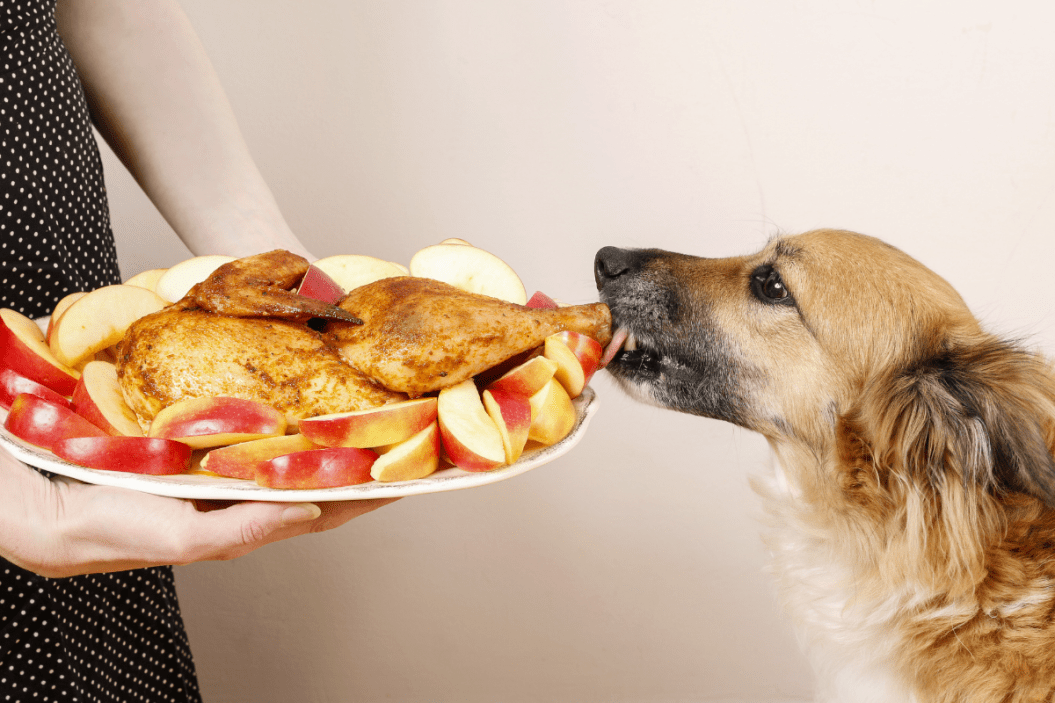 Dog nibbles on Thanksgiving turkey