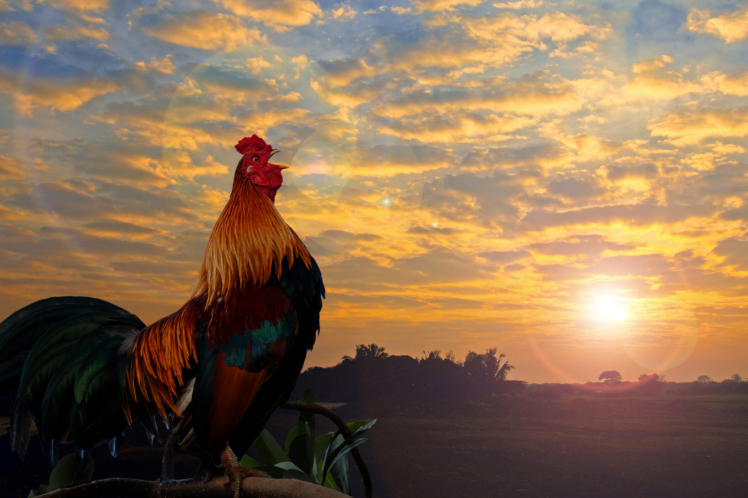 Why do roosters crow