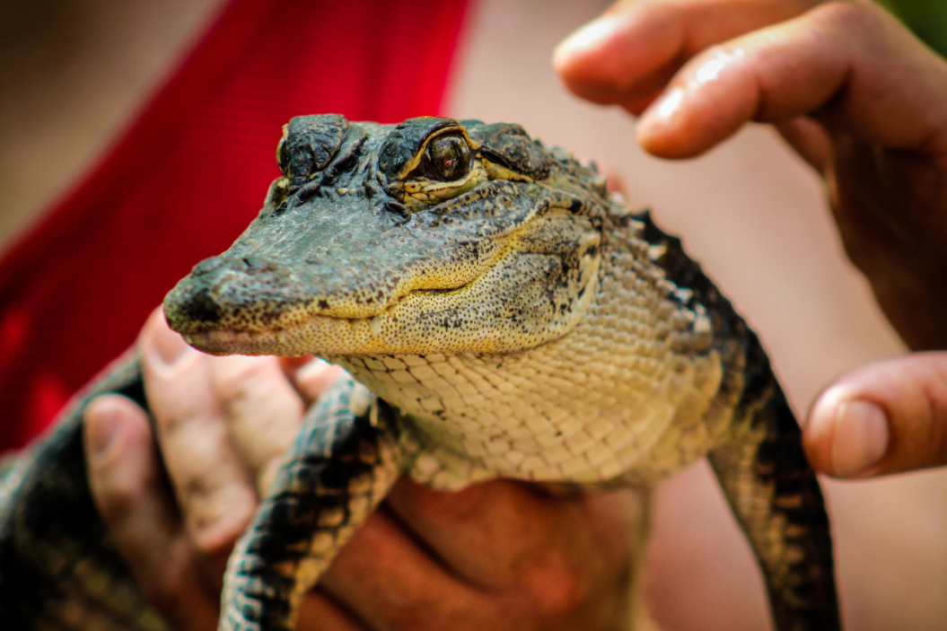 Alligator being held at a park.