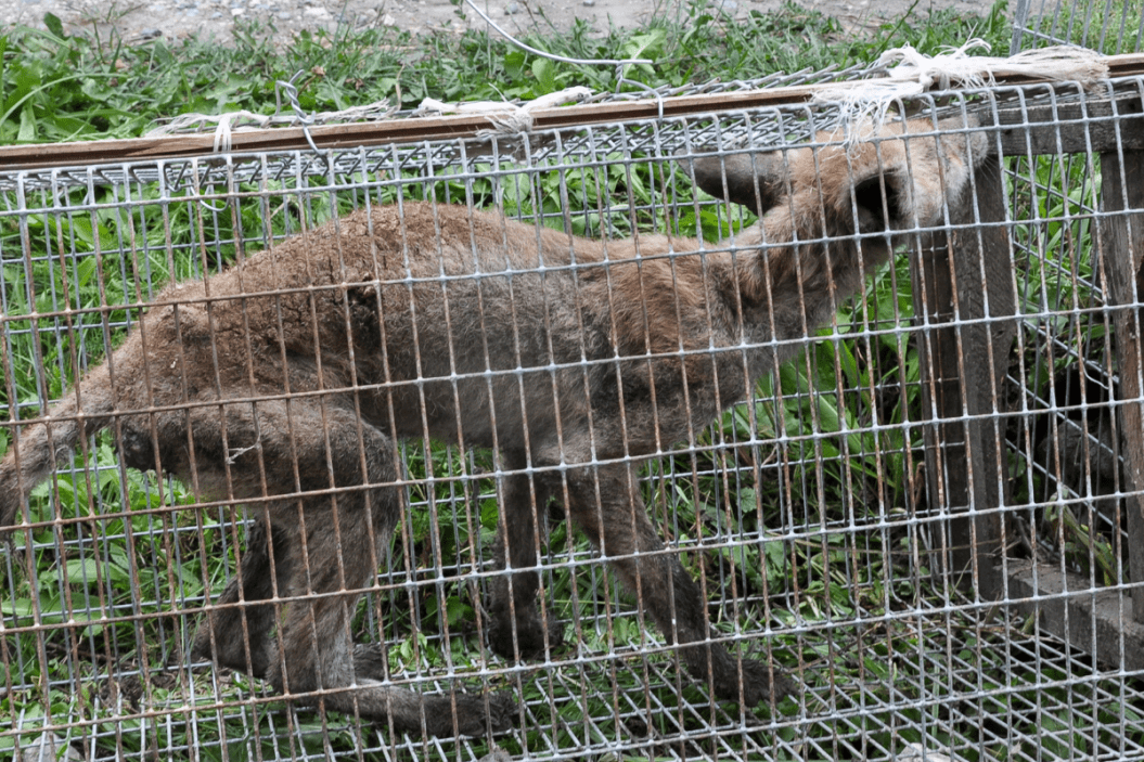Creature believed to be chupacabra captured in a cage.
