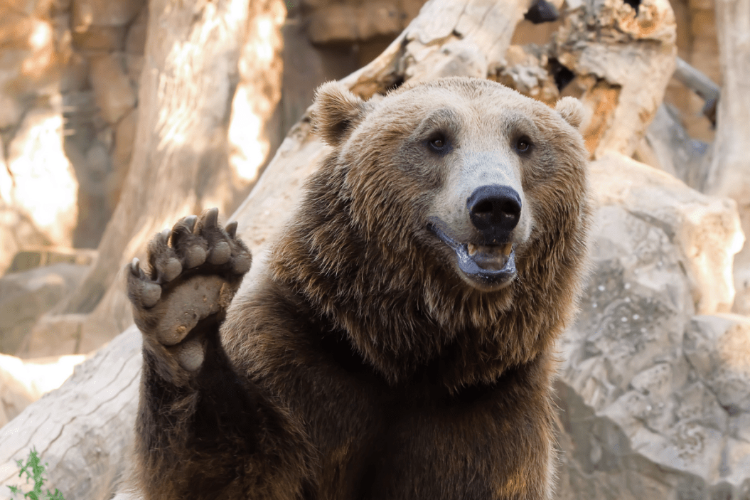 Pet bears waves back at the camera.