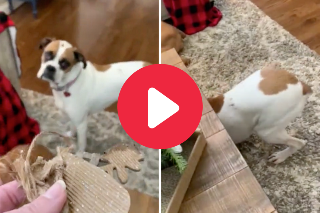 Guilty boxer can't hide guilt for eating ornament.
