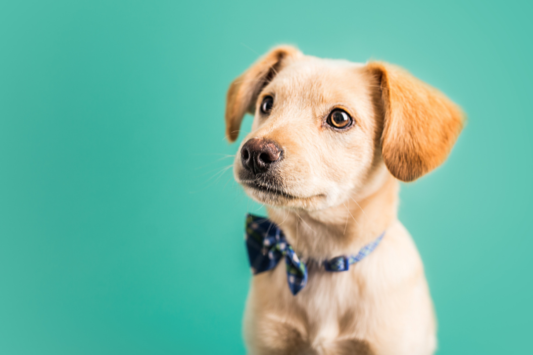 Golden puppy poses with his bowtie on.