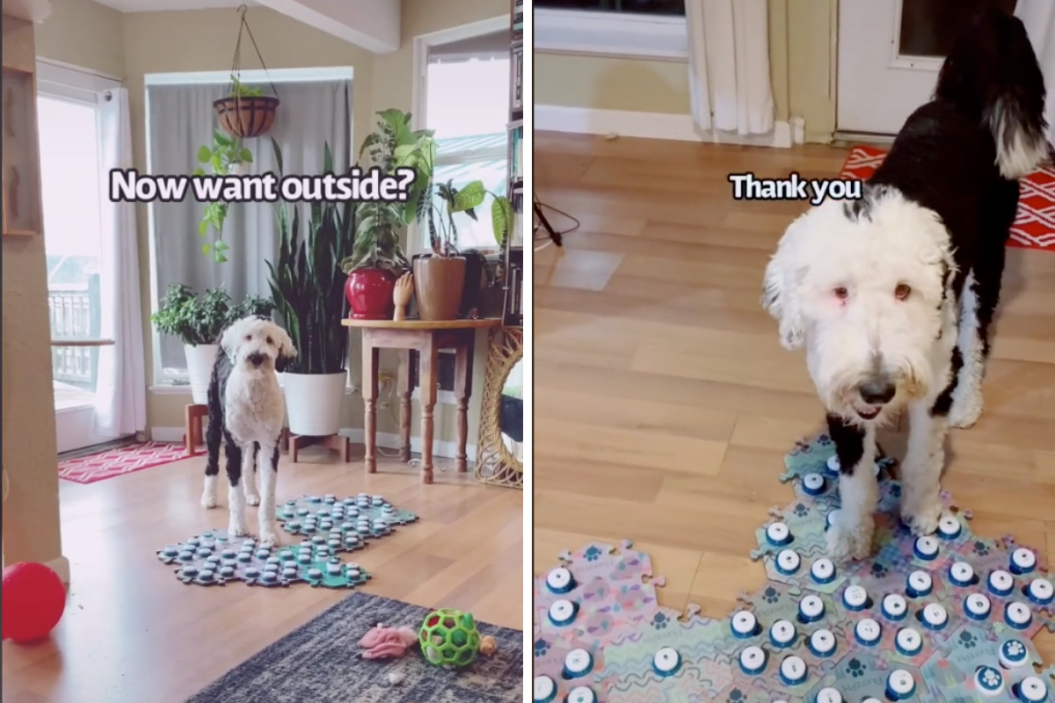 Bunny The Talking Dog on TikTok.