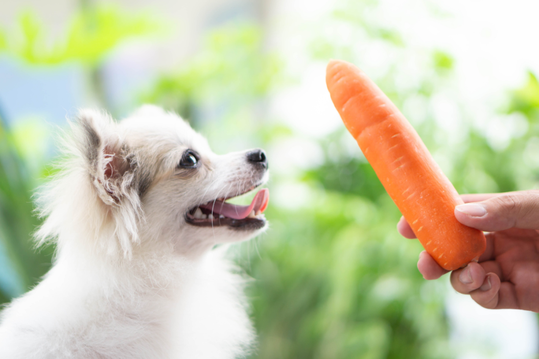 Dog sits patiently for a carrot.