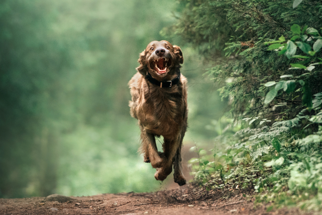 Dog zooms down path in the woods.