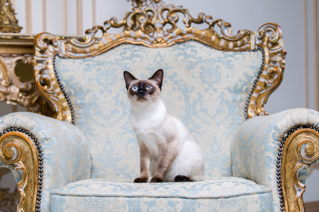 Cat sits on her Egyptian style throne.
