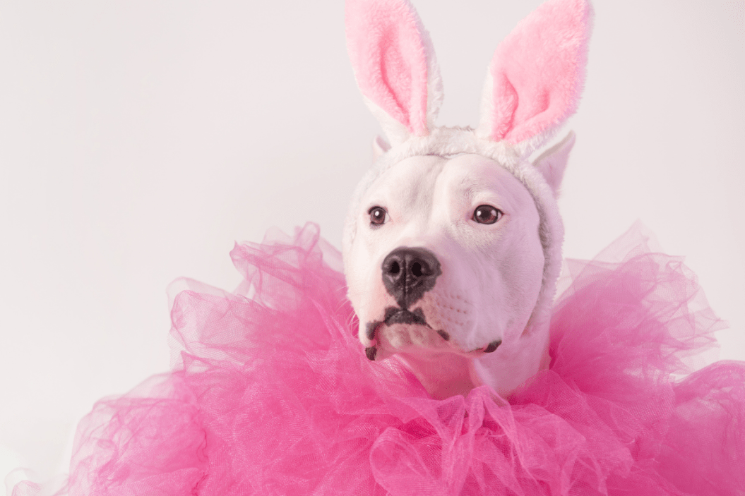 Female dog sits pretty with bunny ears.