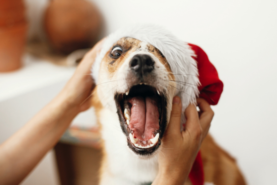 Dog makes angry face over his Christmas hat.