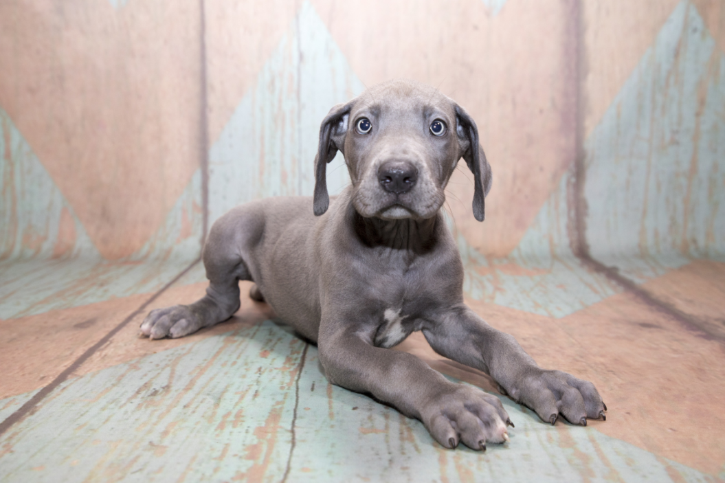 Great dane puppy sits for the camera.