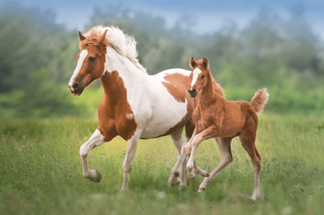 Horses gallop through field.