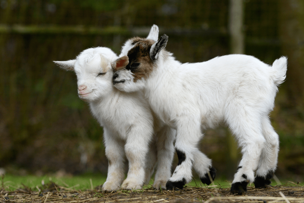Baby goats play in their yard.