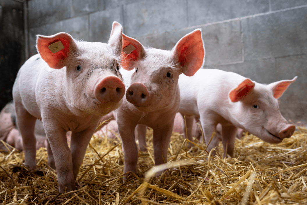 Piglets hanging together in their pen.
