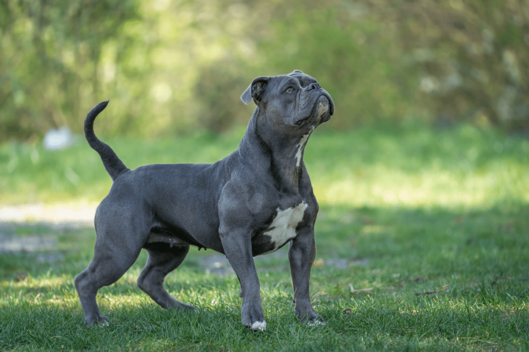 Purebred old english bulldog at play.