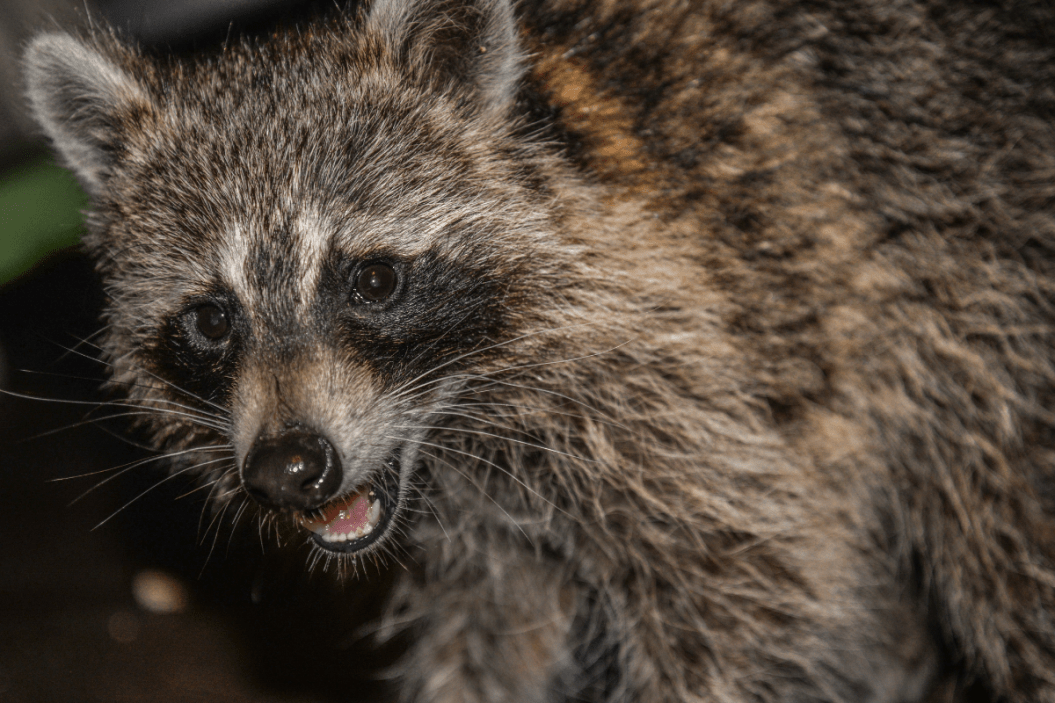 Raccoon caught at night.