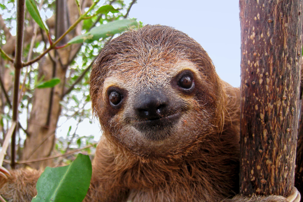 Sloth hanging out in a tree.