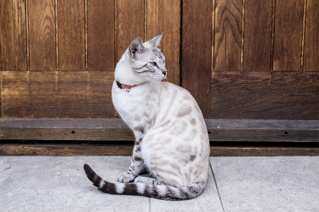 Snow bengal cat looks back.