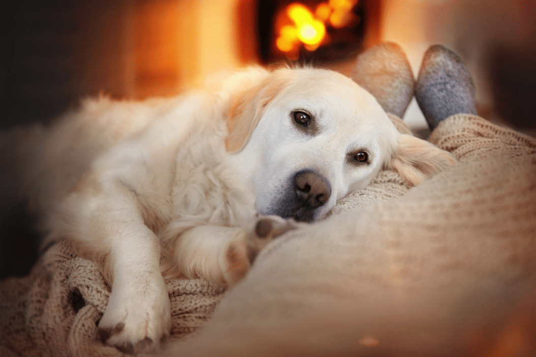 Dog cuddles owner by the fire.