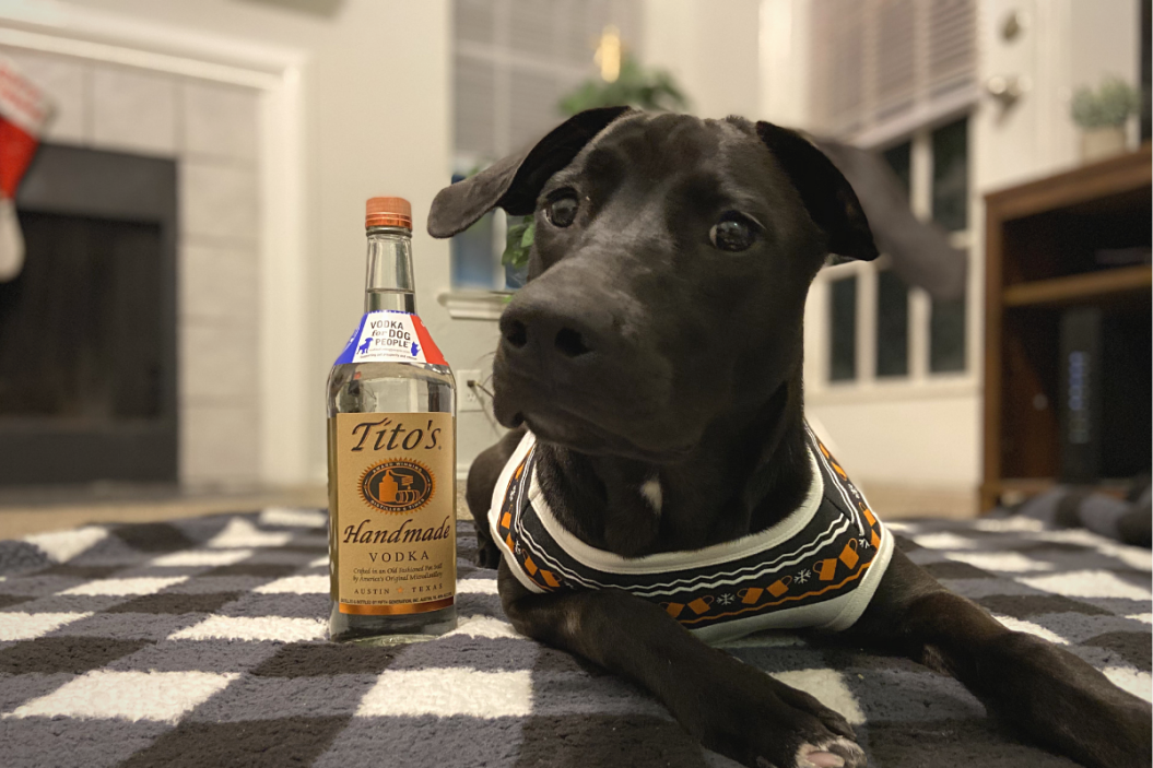 Black lab wearing Tito's Vodka Christmas sweater.