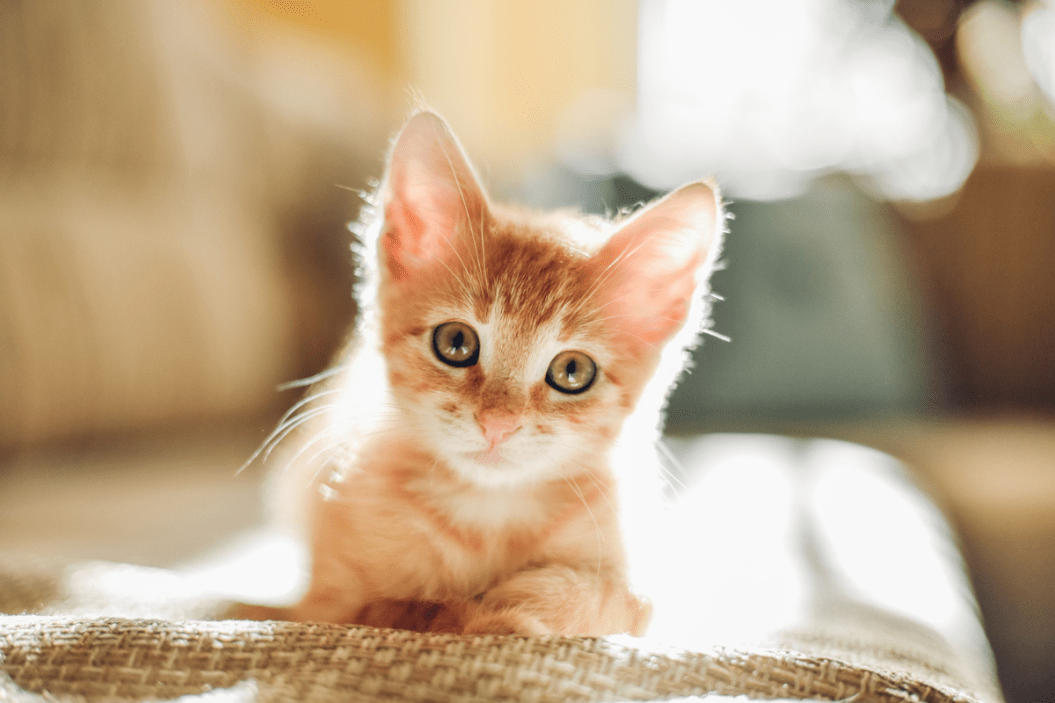 female cat names