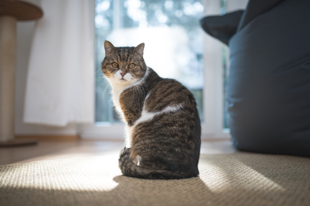 can cats see ghosts