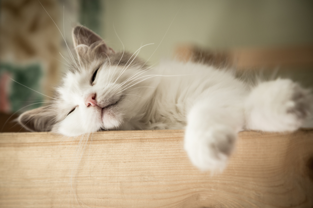 feline sleeping on wood
