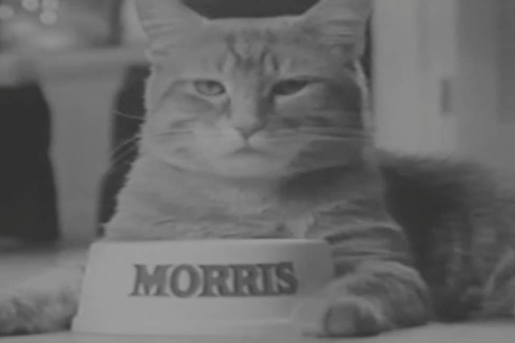 morris the cat