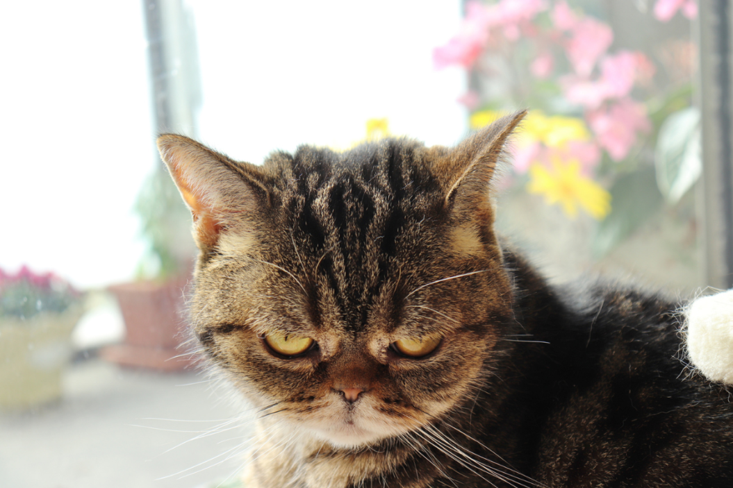cat staring