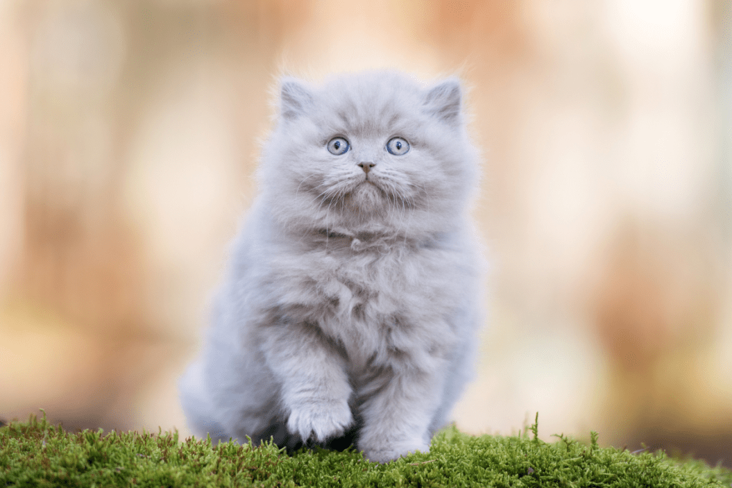 British longhair cat sits on grass.