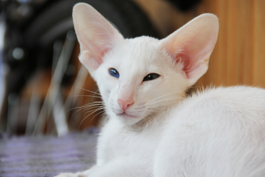 Oriental shorthair cat gets sleepy.