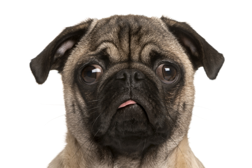Pug makes funny face.